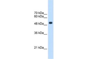 Western Blotting (WB) image for anti-tRNA Methyltransferase 2 Homolog B (TRMT2B) antibody (ABIN2463234) (TRMT2B antibody)
