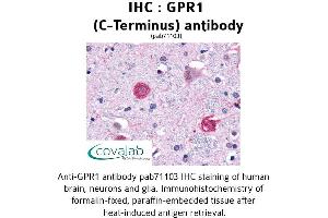 Image no. 1 for anti-G Protein-Coupled Receptor 1 (GPR1) (C-Term) antibody (ABIN1734887) (G Protein-Coupled Receptor 1 antibody  (C-Term))