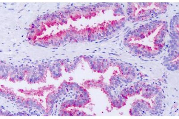 GPR63 antibody  (Cytoplasmic Domain)