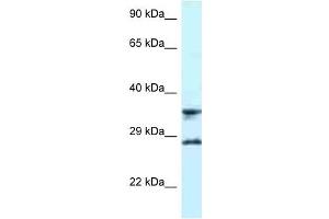 Western Blot showing RPS6 antibody used at a concentration of 1 ug/ml against U937 Cell Lysate (RPS6 antibody  (C-Term))
