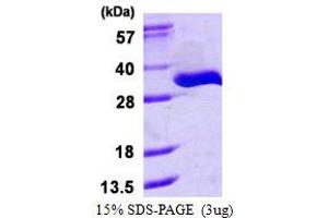 SDS-PAGE (SDS) image for tRNA Phosphotransferase 1 (TRPT1) (AA 1-253) protein (His tag) (ABIN667991) (TRPT1 Protein (AA 1-253) (His tag))