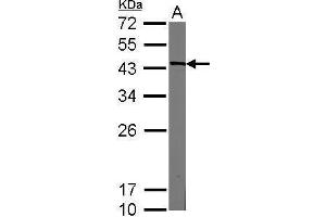 WB Image Sample (20 ug of whole cell lysate) A: mouse ESC 12% SDS PAGE antibody diluted at 1:3000 (Nanog antibody)