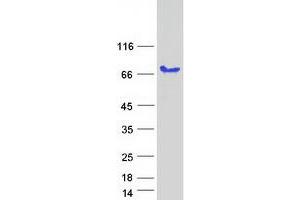 Paralemmin 2 Protein (PALM2) (Transcript Variant 2) (Myc-DYKDDDDK Tag)