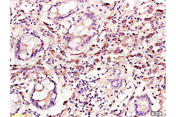 Cyclin C antibody  (AA 23-100)