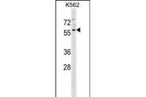 NSC1 Antibody (C-term) (ABIN1881522 and ABIN2838699) western blot analysis in K562 cell line lysates (35 μg/lane). (MANSC1 antibody  (C-Term))