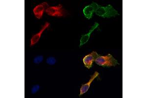 ABIN6260962 and ABIN6268678 staining HepG2 by IF/ICC. (GJB1 antibody  (Internal Region))