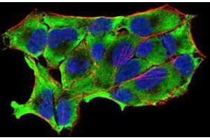 Immunofluorescence analysis of HeLa cells using NOS1 mouse mAb (green).