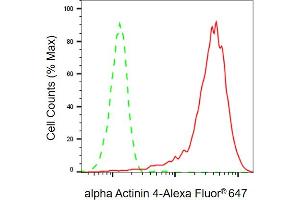 Flow cytometric analysis of alpha Actinin 4 expression in HepG2 cells using alpha Actinin 4 antibody ( (ABIN7797475), 1:2,000).