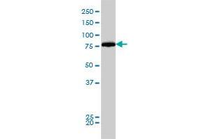 Dynamin 1-Like antibody  (AA 1-710)