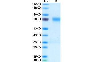 PILRA Protein (AA 32-197) (Fc Tag)