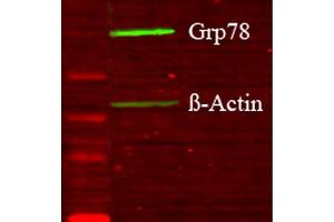 Western blot analysis of Human Glucose deprived glia cell lysates showing detection of GRP78 protein using Rabbit Anti-GRP78 Polyclonal Antibody . (GRP78 antibody  (N-Term) (Atto 594))