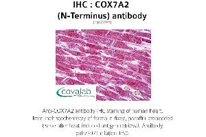 Image no. 1 for anti-Cytochrome C Oxidase Subunit VIIa Polypeptide 2 (Liver) (COX7A2) antibody (ABIN1733282) (COX7A2 antibody)