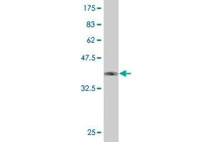 ZNF213 antibody  (AA 133-242)