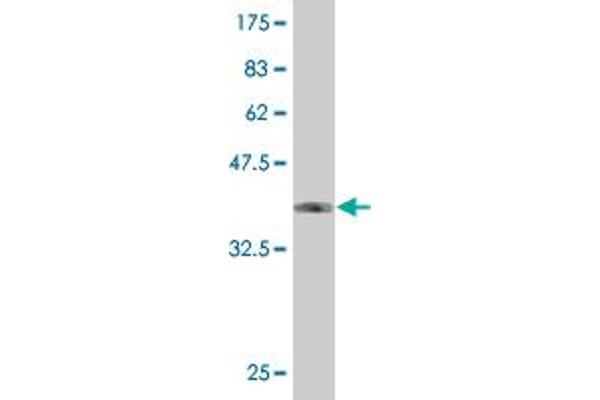 ZNF213 antibody  (AA 133-242)