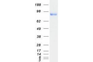 Validation with Western Blot (PLA2G4A Protein (Myc-DYKDDDDK Tag))