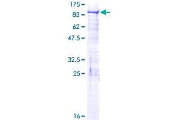 BRD3 Protein (AA 1-556) (GST tag)