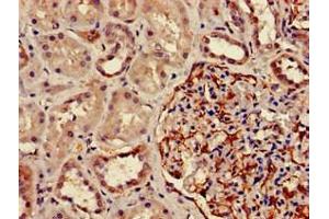 Immunohistochemistry of paraffin-embedded human kidney tissue using ABIN7150590 at dilution of 1:100 (DPM1 antibody  (AA 2-260))