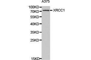 Western Blotting (WB) image for anti-X-Ray Repair Complementing Defective Repair in Chinese Hamster Cells 1 (XRCC1) antibody (ABIN1875363) (XRCC1 antibody)