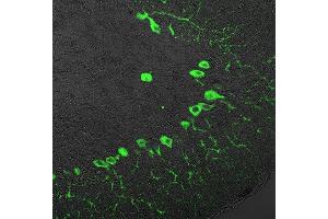 Immunohistochemistry (IHC) image for anti-Inositol 1,4,5-Trisphosphate Receptor, Type 1 (ITPR1) (AA 2731-2749) antibody (ABIN1742253) (ITPR1 antibody  (AA 2731-2749))