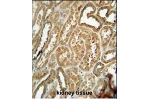 EFHB antibody (N-term) (ABIN654858 and ABIN2844520) immunohistochemistry analysis in formalin fixed and paraffin embedded human kidney tissue followed by peroxidase conjugation of the secondary antibody and DAB staining. (EFHB antibody  (N-Term))