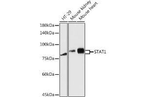 Western Blotting (WB) image for anti-Signal Transducer and Activator of Transcription 1, 91kDa (STAT1) (AA 513-712) antibody (ABIN3020615)