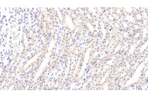 Detection of AXL in Rat Kidney Tissue using Polyclonal Antibody to AXL Receptor Tyrosine Kinase (AXL) (AXL antibody  (AA 21-202))