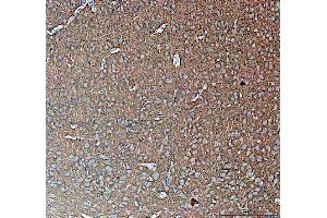 IHC analysis of Synapsin II using anti-Synapsin II antibody (ABIN4886735). (SYN2 antibody  (AA 497-582))