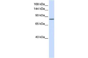 WB Suggested Anti-PCDHAC1 Antibody Titration:  0. (PCDHAC1 antibody  (N-Term))