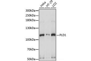 Western blot analysis of extracts of various cell lines using PLD1 Polyclonal Antibody at dilution of 1:1000.