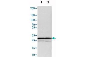Western blot analysis of cell lysates with PSMA3 polyclonal antibody . (PSMA3 antibody)