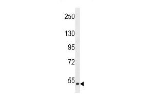 Western blot analysis of anti-MLKLAK- Pab (ABIN392643 and ABIN2842146) in HepG2 cell line lysate (35 μg/lane). (ZAK antibody  (AA 271-300))