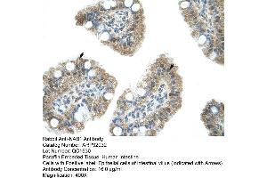 Human Intestine (NAB1 antibody  (N-Term))