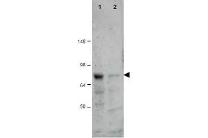 Image no. 1 for anti-CCCTC-Binding Factor (Zinc Finger Protein)-Like (CTCFL) (AA 9-26) antibody (ABIN401325) (CTCFL antibody  (AA 9-26))