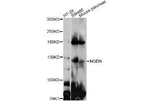 Western blot analysis of extracts of various cell lines, using GUCY2C antibody (ABIN4903854) at 1:1000 dilution. (GUCY2C antibody)