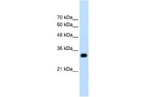 RNF121 antibody used at 1. (RNF121 antibody  (N-Term))