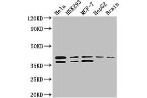 Western Blot Positive WB detected in: Hela whole cell lysate, HEK293 whole cell lysate, MCF-7 whole cell lysate, HepG2 whole cell lysate, Mouse brain tissue All lanes: BUB3 antibody at 3. (BUB3 antibody  (AA 6-217))
