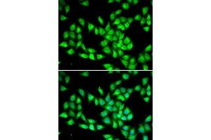 Immunofluorescence analysis of HeLa cells using PCMT1 antibody.