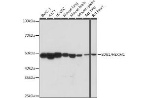 Western blot analysis of extracts of various cell lines, using EDG1/HEXIM1 Rabbit mAb (ABIN1682759, ABIN3018391, ABIN3018392 and ABIN7101606) at 1:1000 dilution. (S1PR1 antibody)