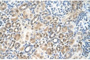 Human kidney (RFC5 antibody  (N-Term))