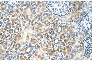 Human kidney (RFC5 antibody  (N-Term))