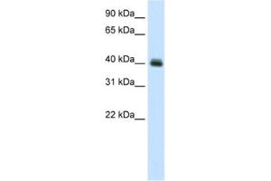 Western Blotting (WB) image for anti-Pseudouridylate Synthase 1 (PUS1) antibody (ABIN2461496) (PUS1 antibody)