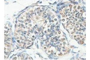 Immunohistochemical analysis of paraffin-embedded human fetal testis showing cytoplasmic staining with ACTL7A polyclonal antibody  at a 1 : 100 dilution. (Actin-Like 7A antibody  (AA 42-283))