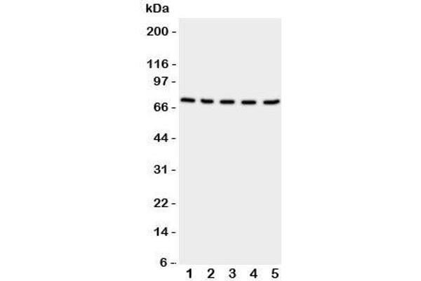 Neuregulin 1 antibody  (C-Term)
