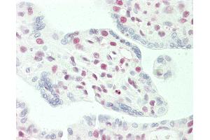 Anti-STAG2 antibody IHC staining of human placenta. (STAG2 antibody  (AA 1125-1175))
