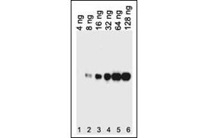 Western blot analysis of lysates from 12tag protein , This demonstrates the His tagged antibody detected the His tagged protein (arrow). (His Tag antibody)