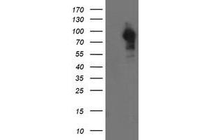 Western Blotting (WB) image for anti-Leucine Rich Repeat Containing 50 (LRRC50) antibody (ABIN1499209)