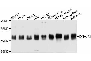 Western blot analysis of extracts of various cell lines, using DNAJA1 antibody (ABIN4903491) at 1:3000 dilution. (DNAJA1 antibody)