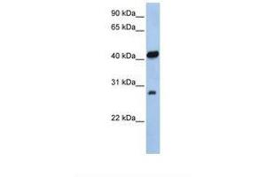 Image no. 1 for anti-Zinc Finger, AN1-Type Domain 3 (ZFAND3) (AA 38-87) antibody (ABIN6737748) (ZFAND3 antibody  (AA 38-87))