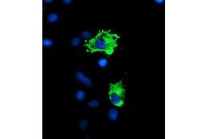 Anti-PPP1R15A mouse monoclonal antibody (ABIN2455567) immunofluorescent staining of COS7 cells transiently transfected by pCMV6-ENTRY PPP1R15A (RC200581). (GADD34 antibody)