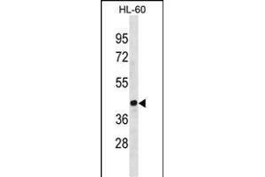 EVX1 Antibody (Center) (ABIN1881327 and ABIN2838387) western blot analysis in HL-60 cell line lysates (35 μg/lane). (EVX1 antibody  (AA 172-200))